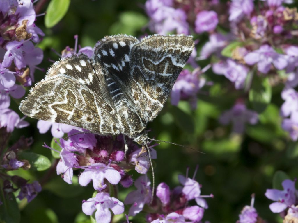 Falena da determinare: Euclidia (Callistege) mi - Erebidae